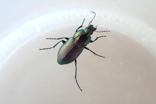 Poecilus versicolor